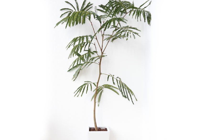写真：観葉植物