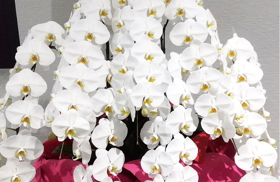 写真：胡蝶蘭ホワイト系