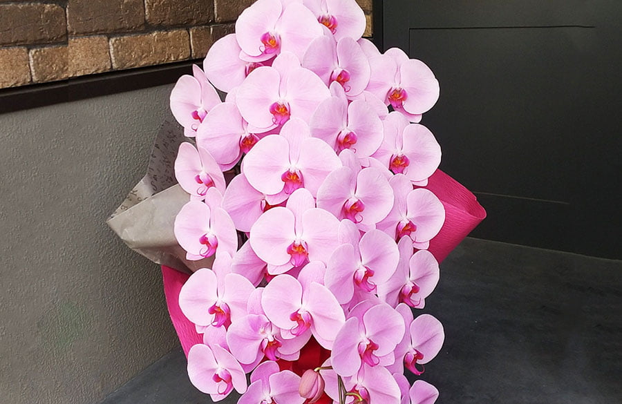 写真：胡蝶蘭ピンク系